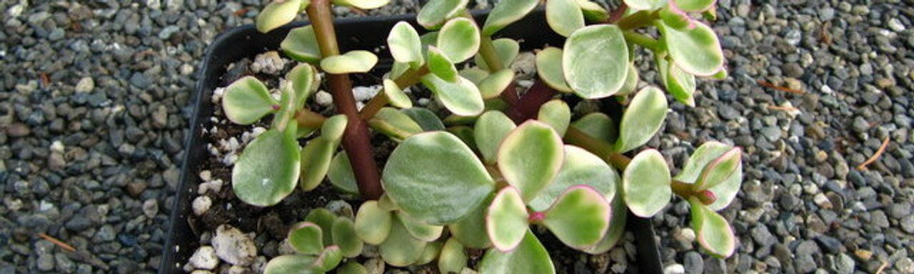 Portulacaria Portulacaria